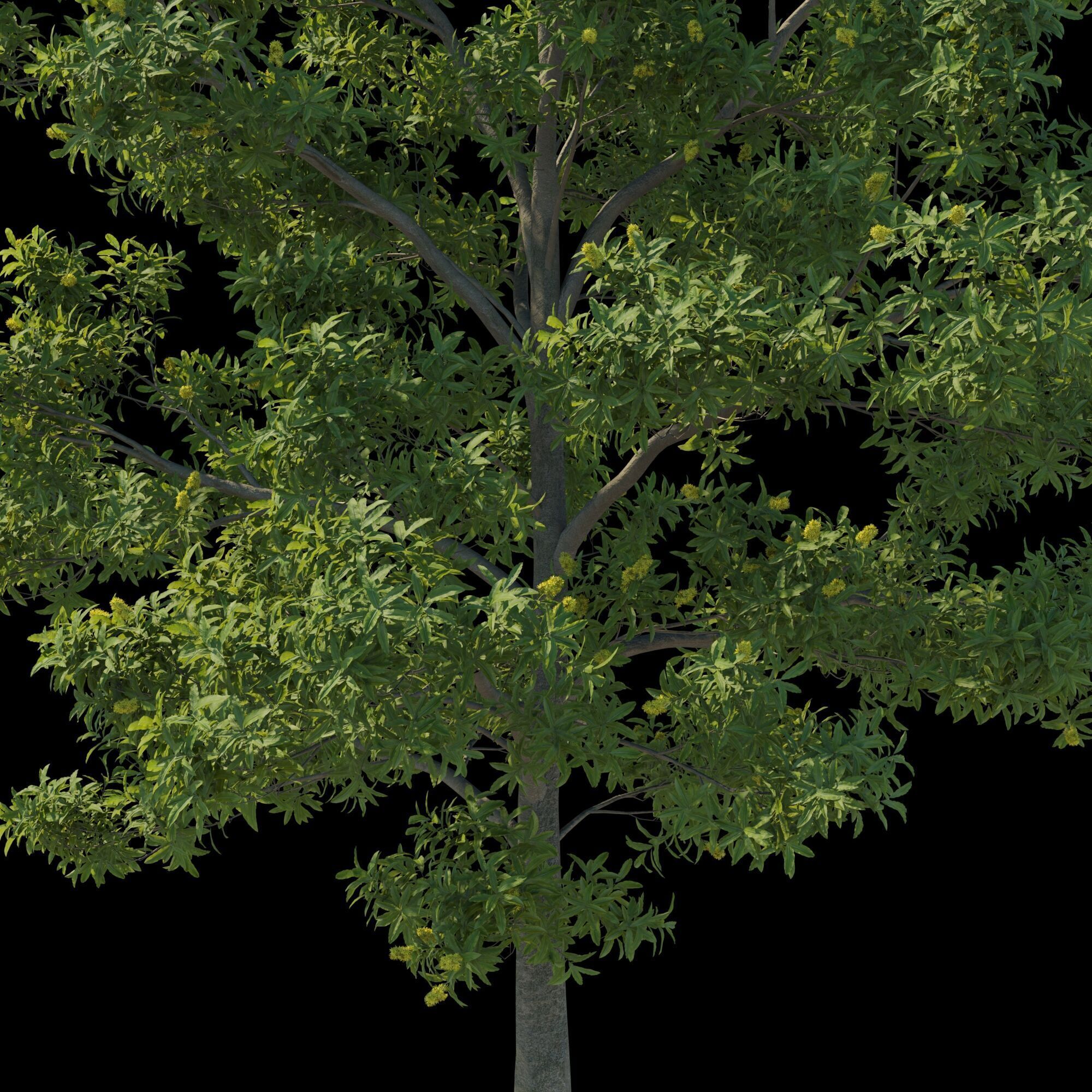 Pittosporum Eugenioides tree 02 3D model_6