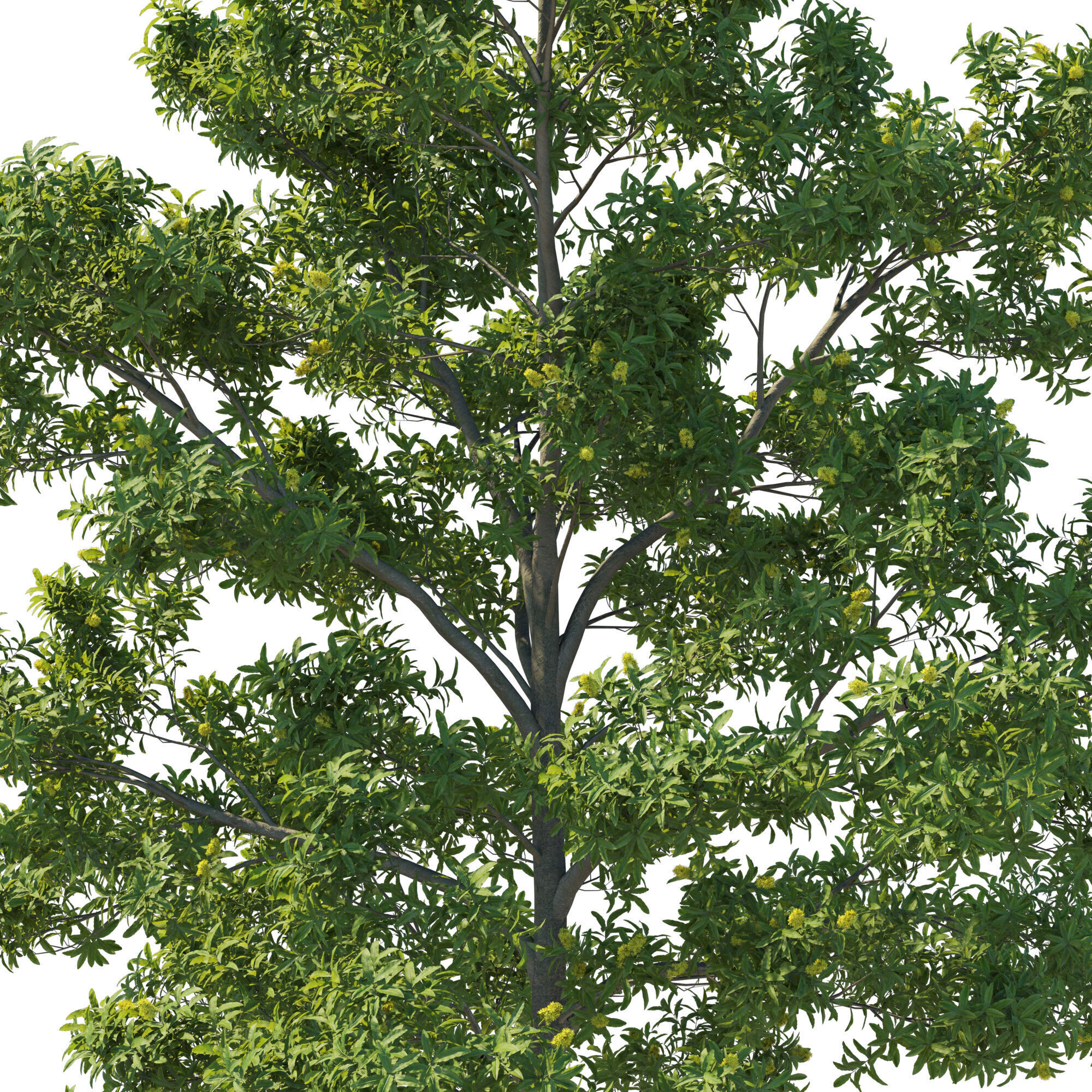 Pittosporum Eugenioides tree 02 3D model_9