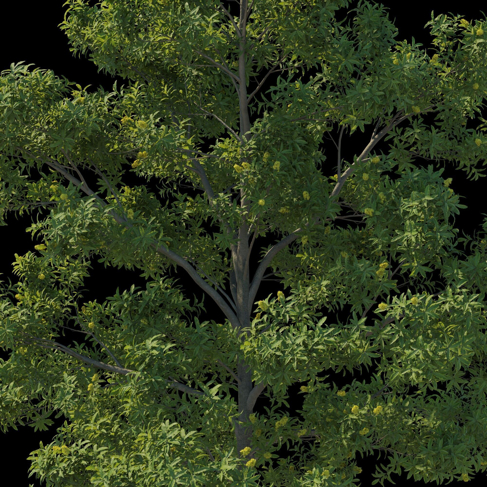 Pittosporum Eugenioides tree 02 3D model_7