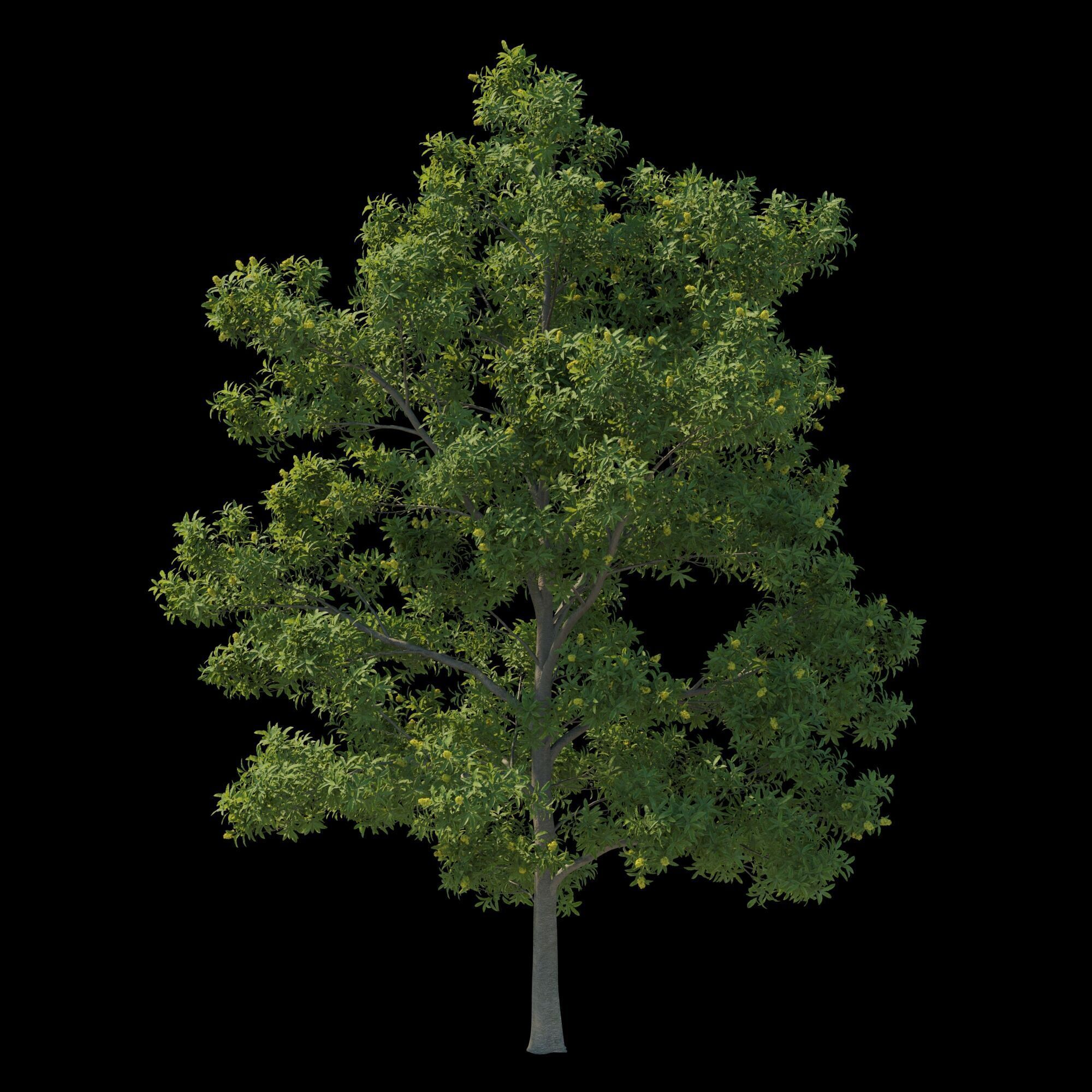Pittosporum Eugenioides tree 02 3D model_4