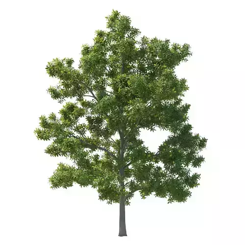 Pittosporum Eugenioides tree 02