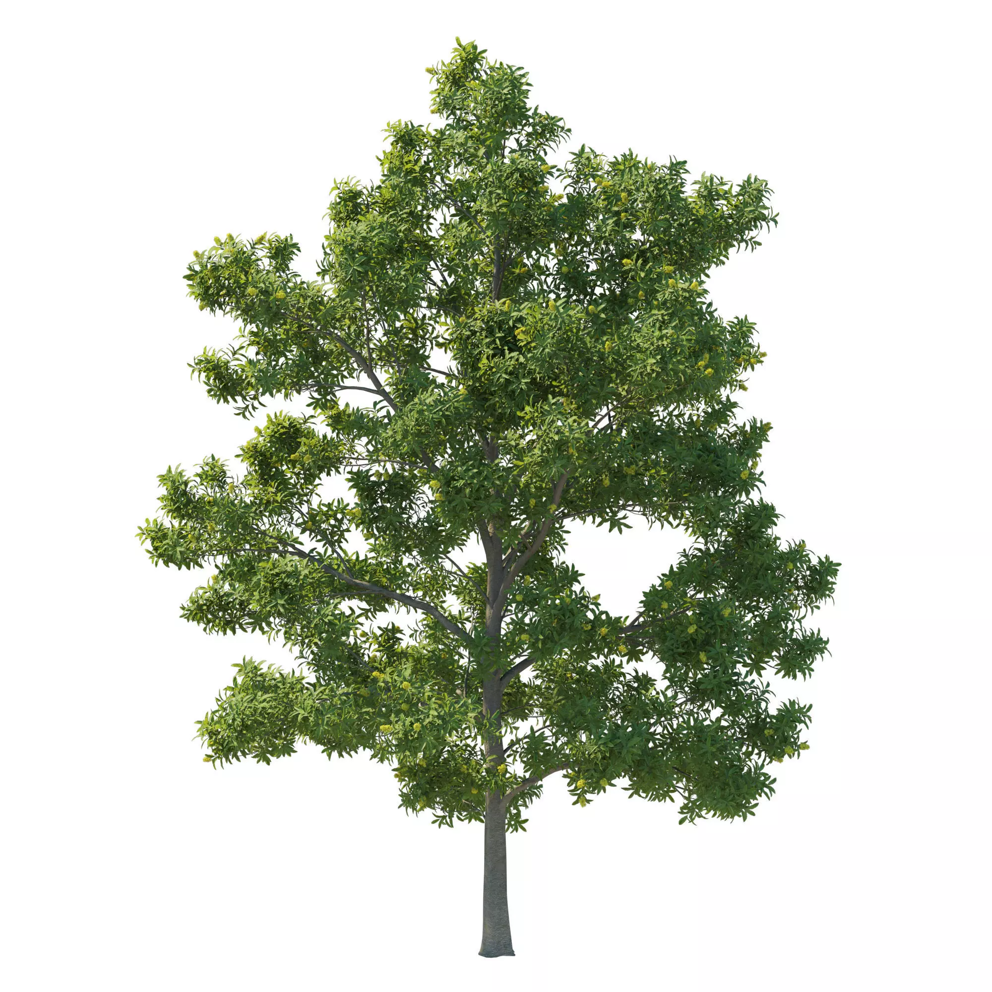 Pittosporum Eugenioides tree 02 3D model_0