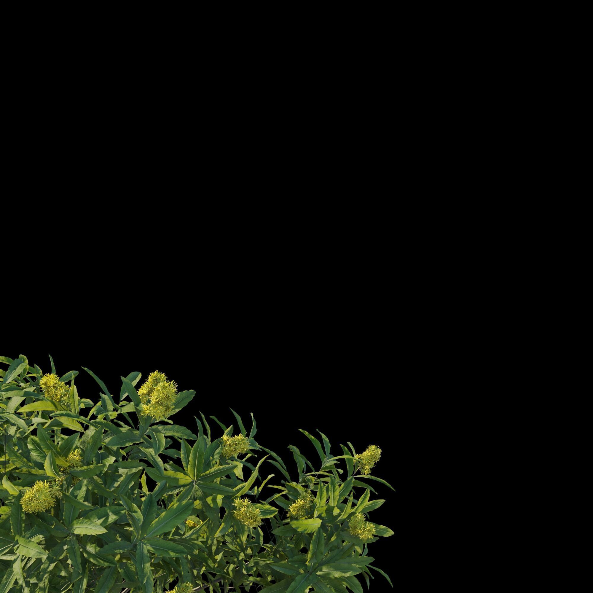 Pittosporum Eugenioides tree 02 3D model_5