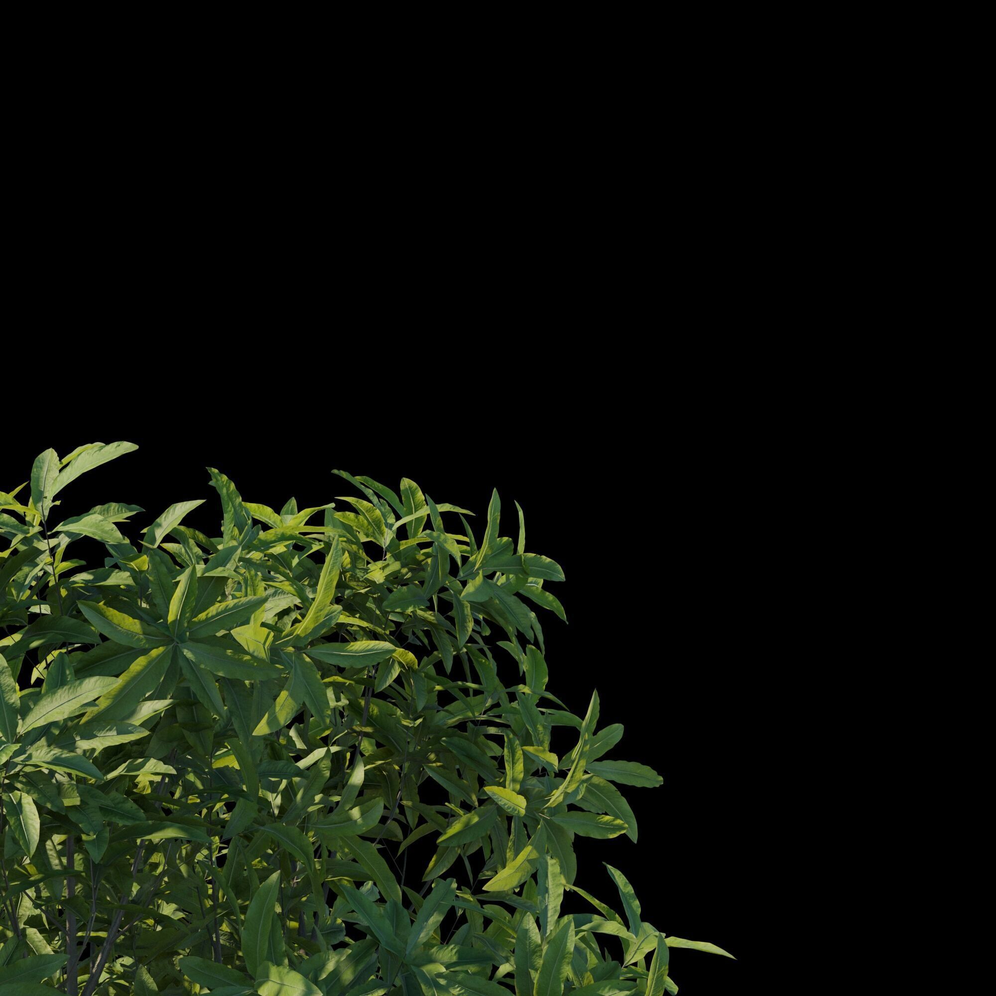Pittosporum Eugenioides tree 03 3D model_4