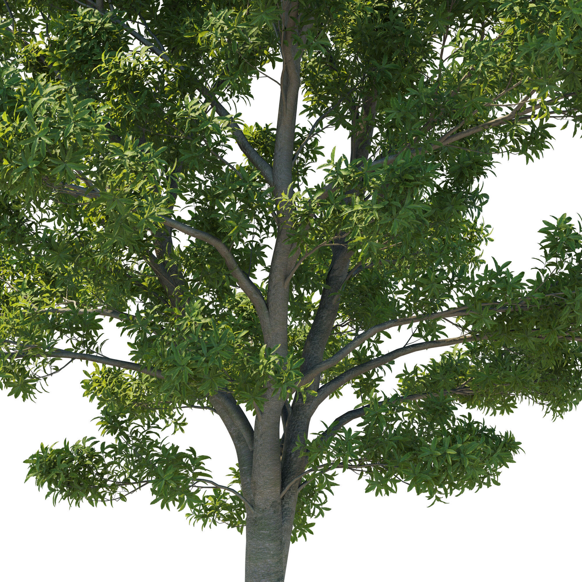 Pittosporum Eugenioides tree 03 3D model_2