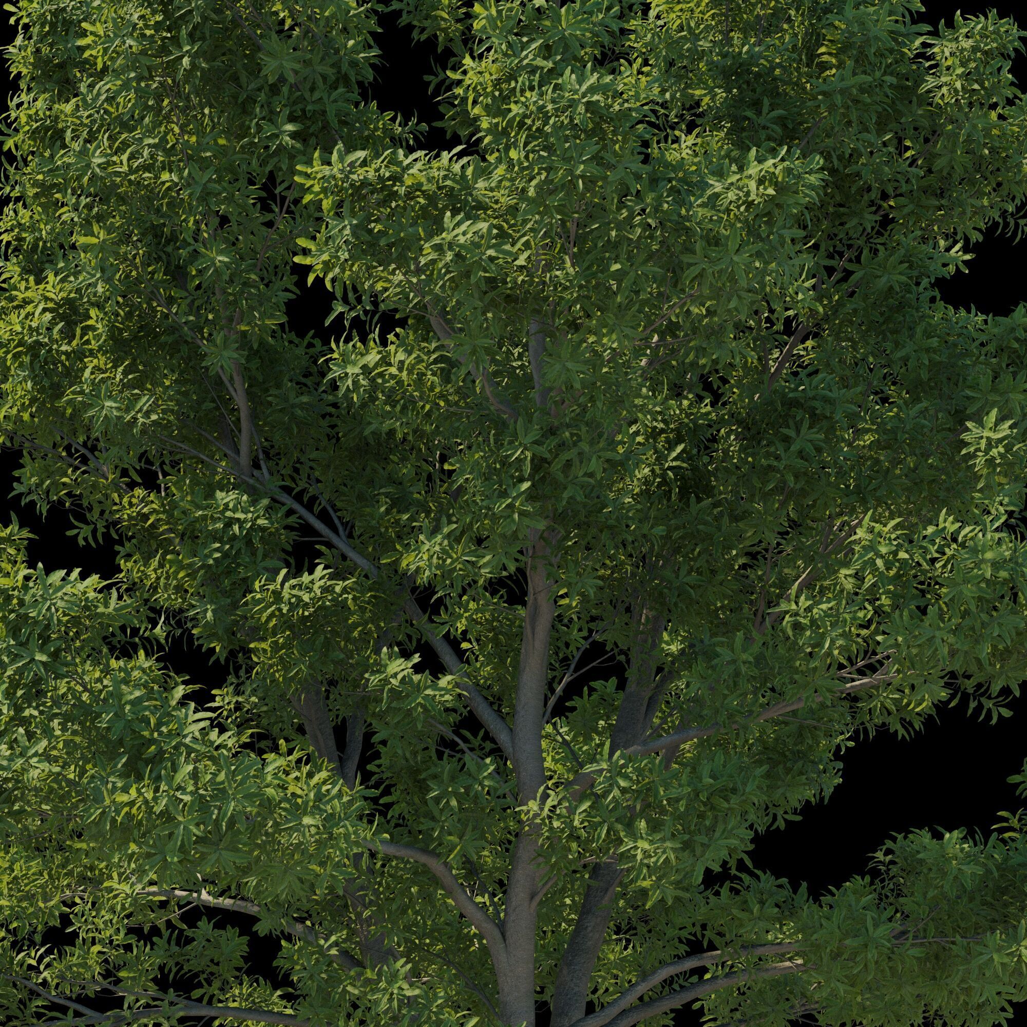 Pittosporum Eugenioides tree 03 3D model_8