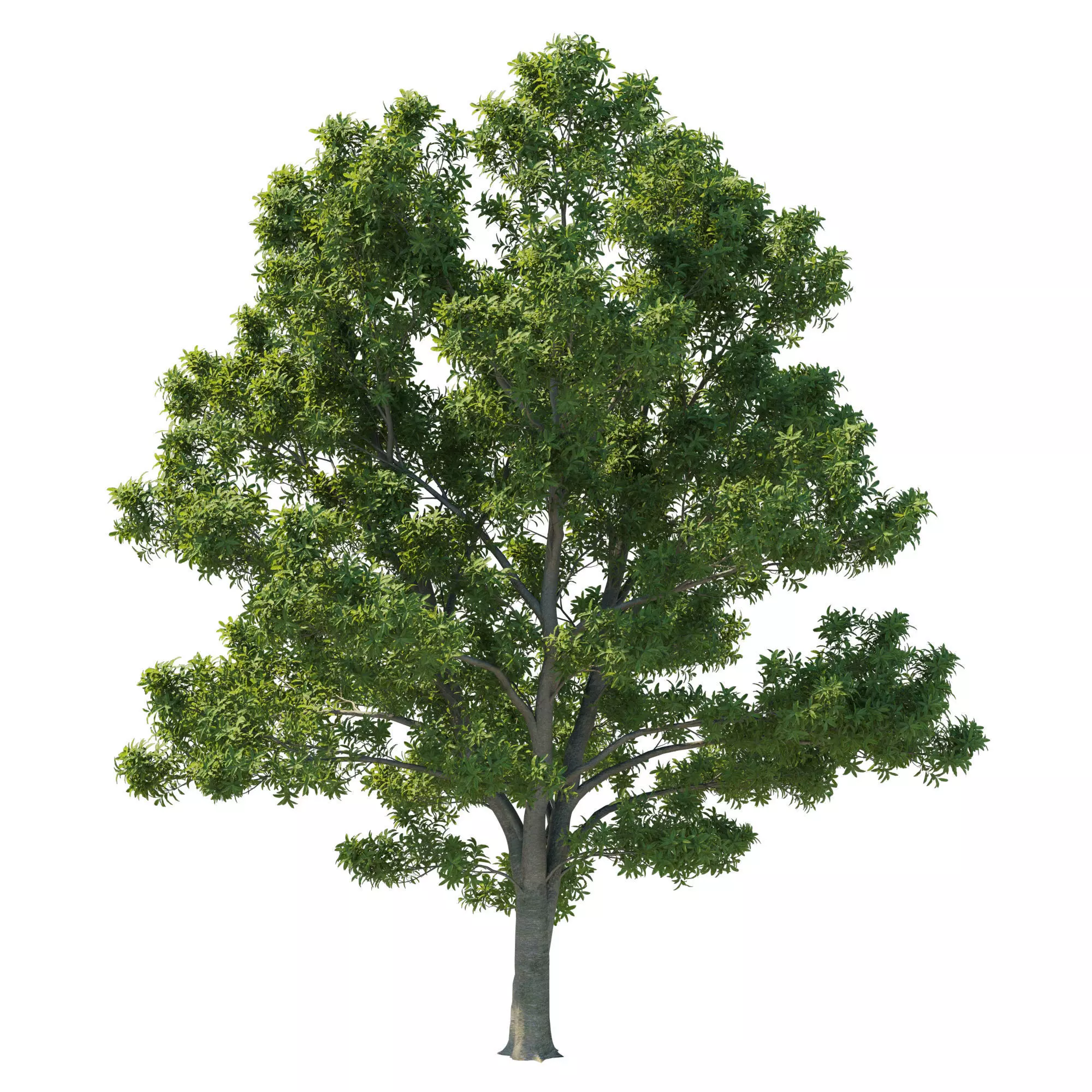 Pittosporum Eugenioides tree 03 3D model_0
