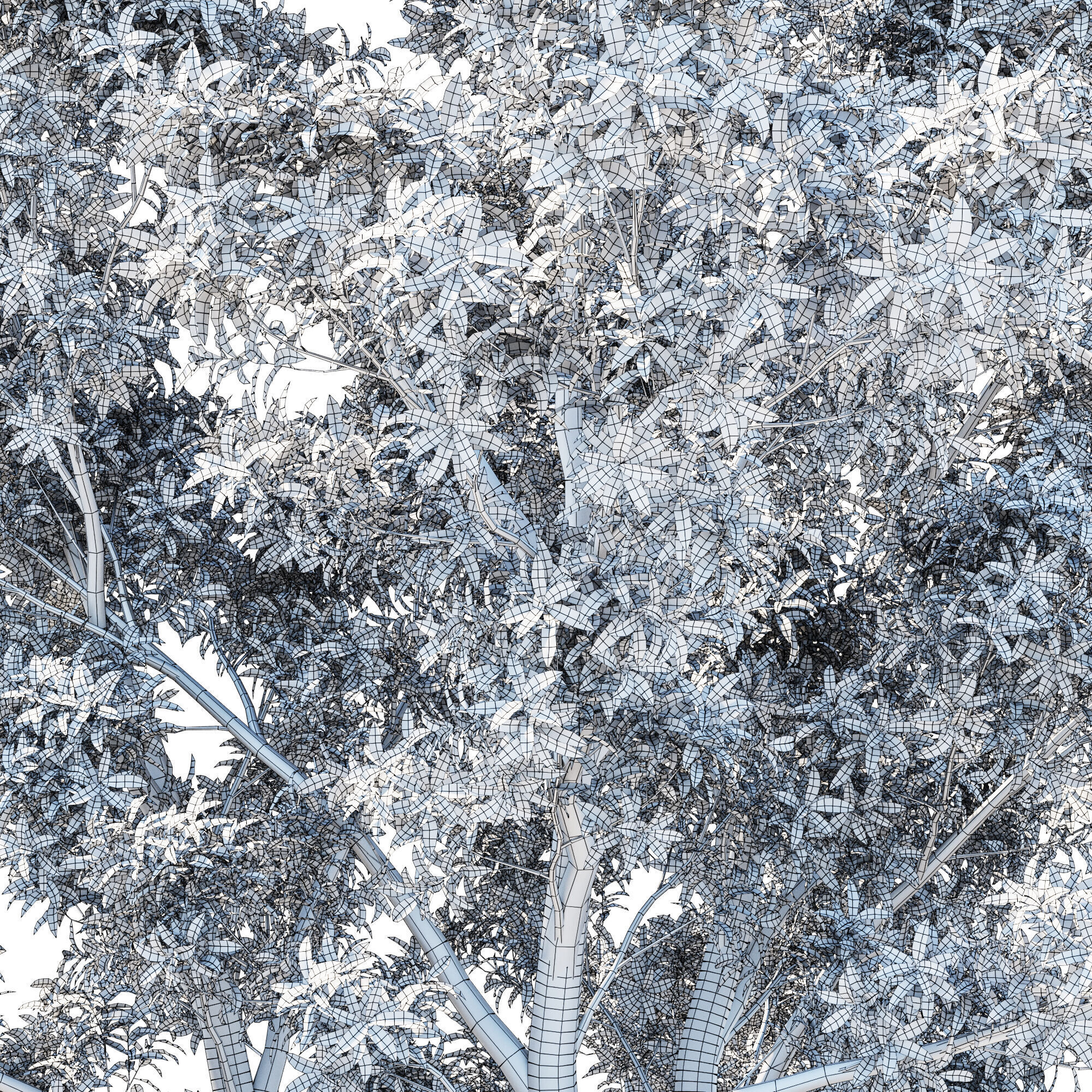 Pittosporum Eugenioides tree 03 3D model_3