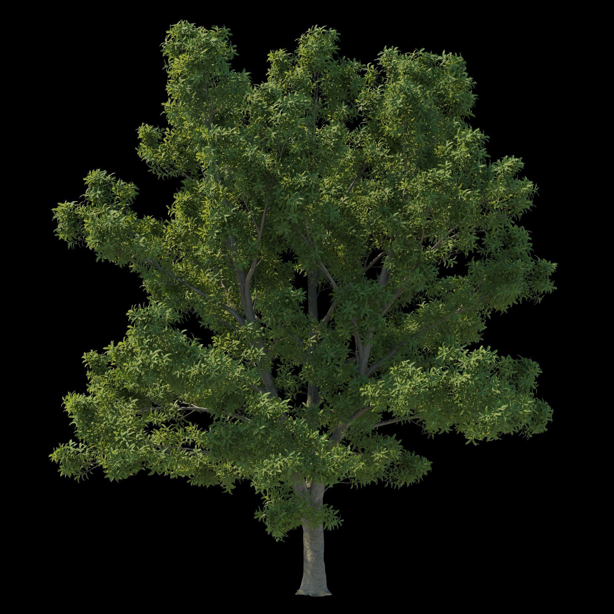 Pittosporum Eugenioides tree 03 3D model_9