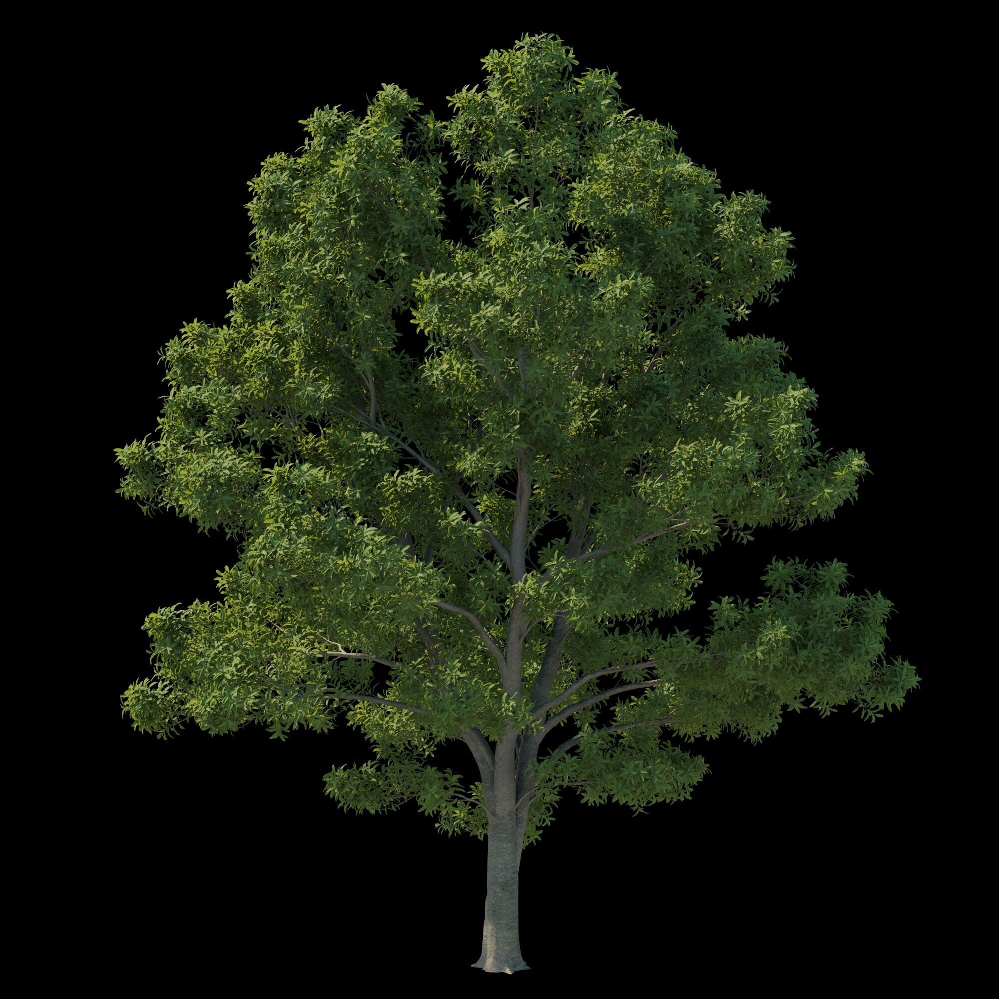 Pittosporum Eugenioides tree 03 3D model_6