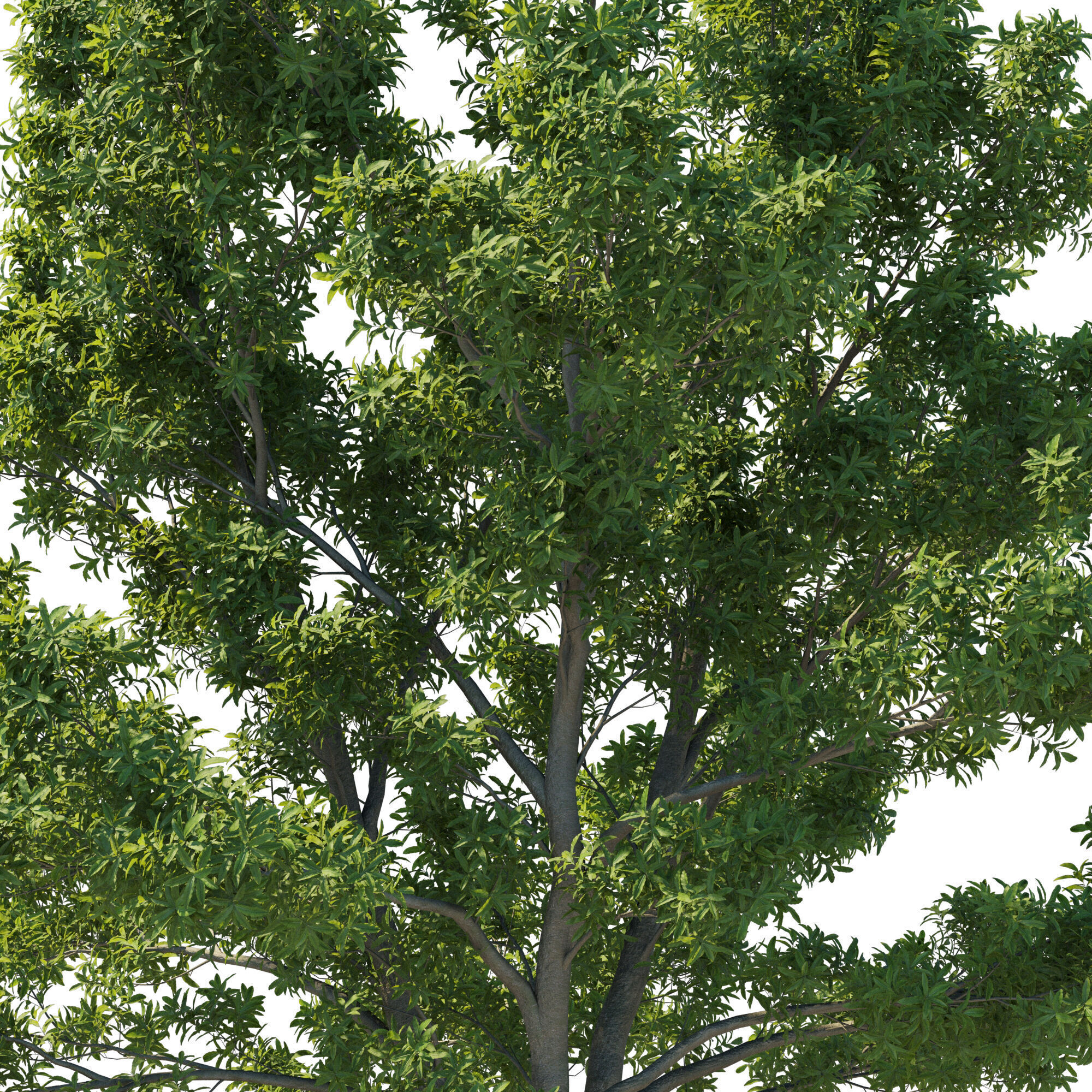 Pittosporum Eugenioides tree 03 3D model_5