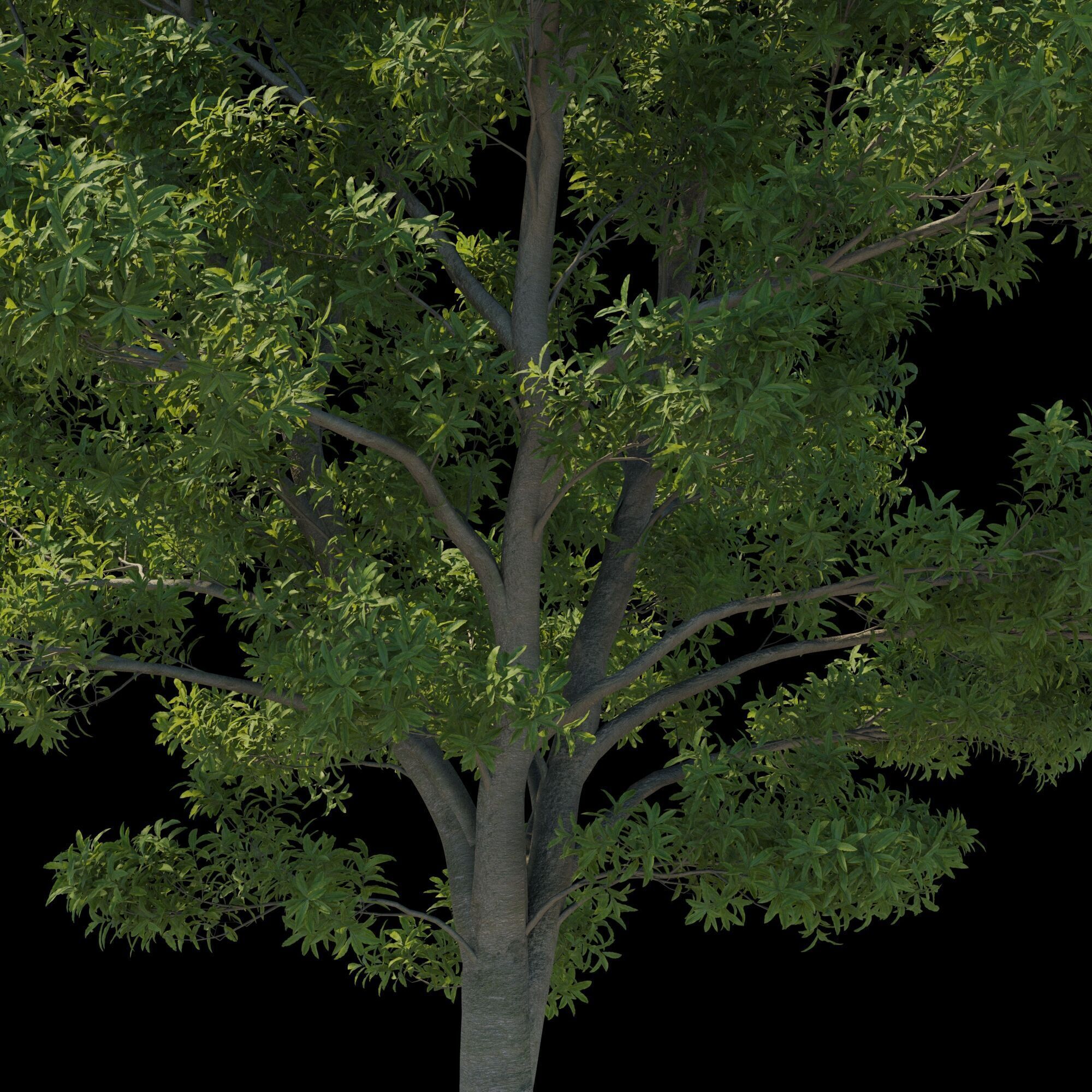 Pittosporum Eugenioides tree 03 3D model_7