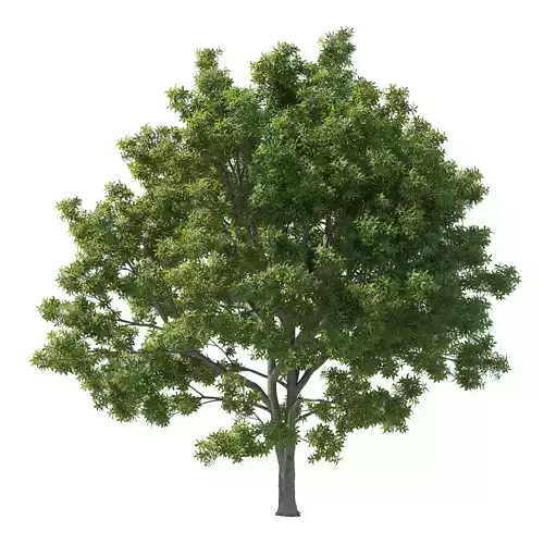 Pittosporum Eugenioides tree 04