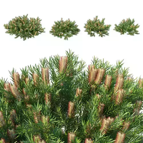 Banksia spinulosa Cherry Candles