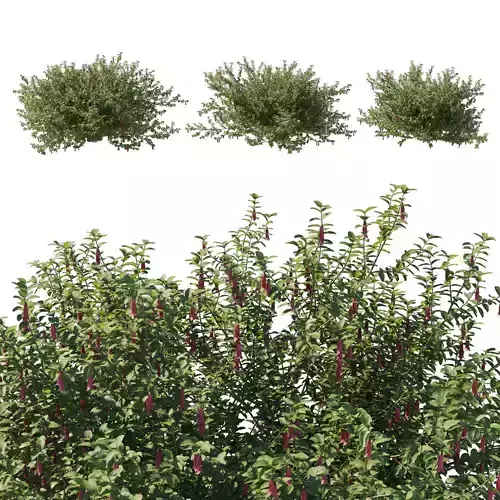 Correa dusky bells bush