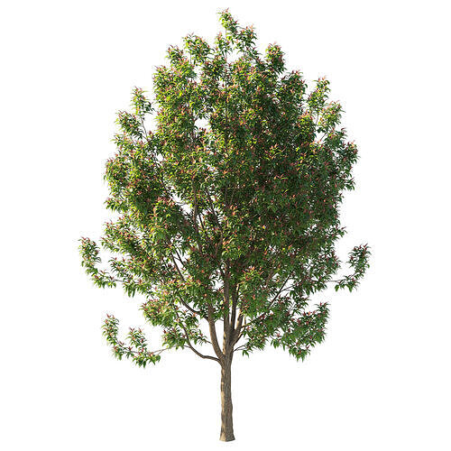Corymbia ficifolia Wildfire tree 3D model