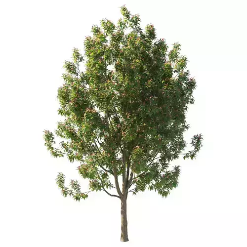 Corymbia ficifolia Wildfire tree 3D model
