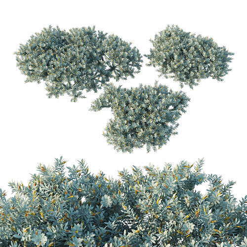 Eremophila glabra Kalbarri carpet bush 3D model