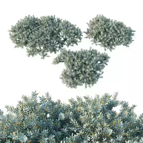 Eremophila glabra Kalbarri carpet bush