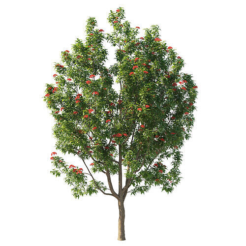 Corymbia ficifolia Wildfire tree 02 3D model