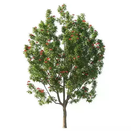 Corymbia ficifolia Wildfire tree 02 3D model
