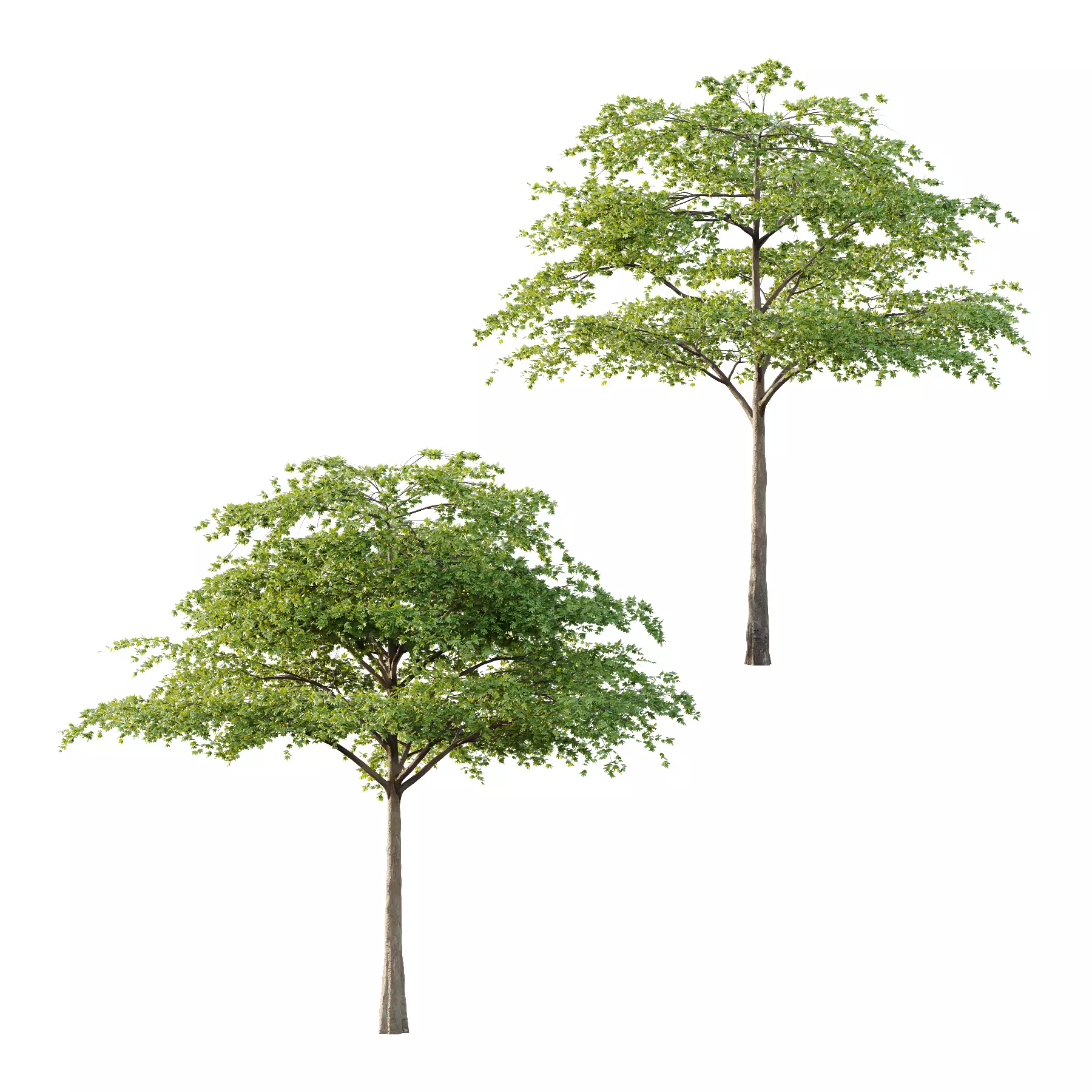 Acer Pseudoplatanus Tree 06 3D model_0