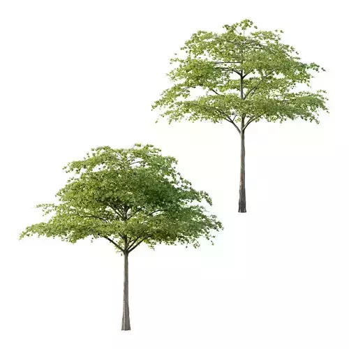 Acer Pseudoplatanus Tree 06 3D model Acer Pseudoplatanus Tree 06 3D model