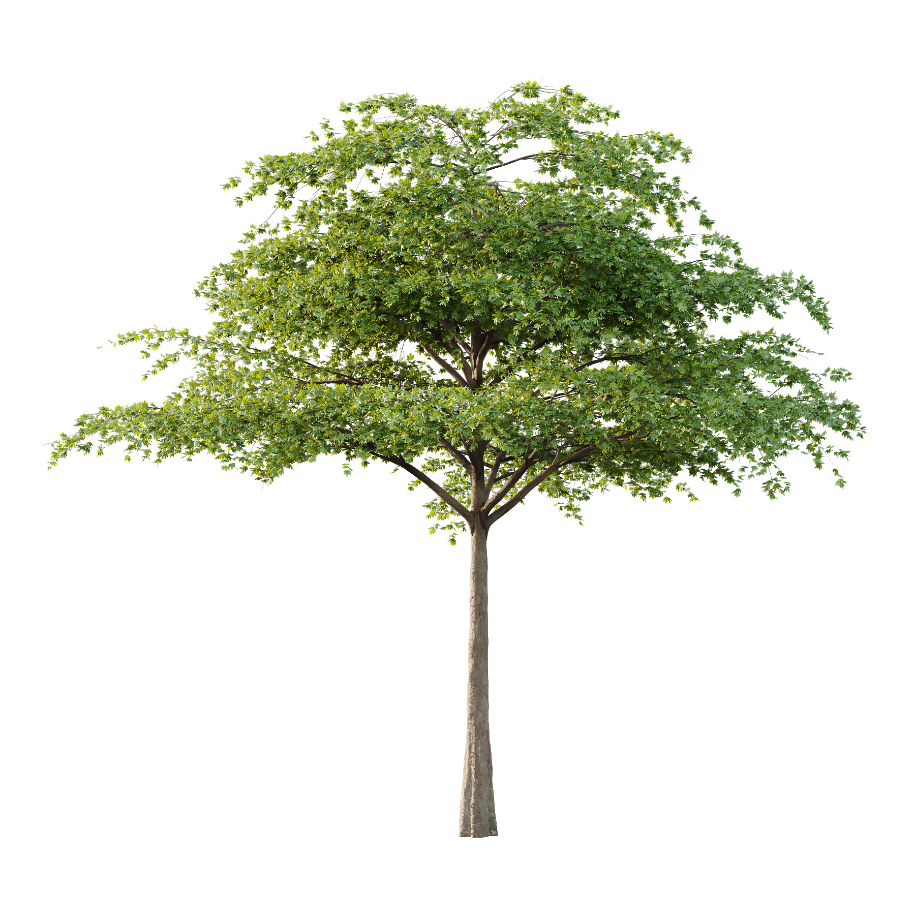 Acer Pseudoplatanus Tree 06 3D model_1