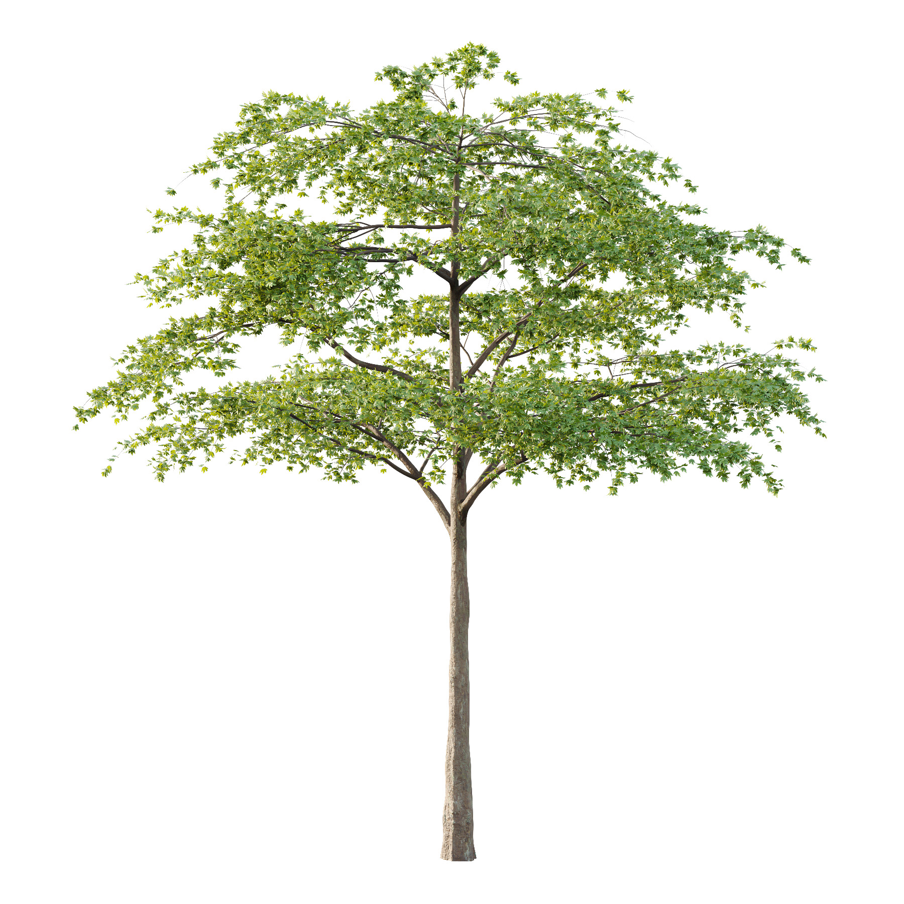Acer Pseudoplatanus Tree 06 3D model_2