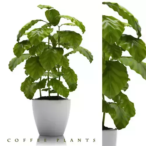 COFFEE PLANT