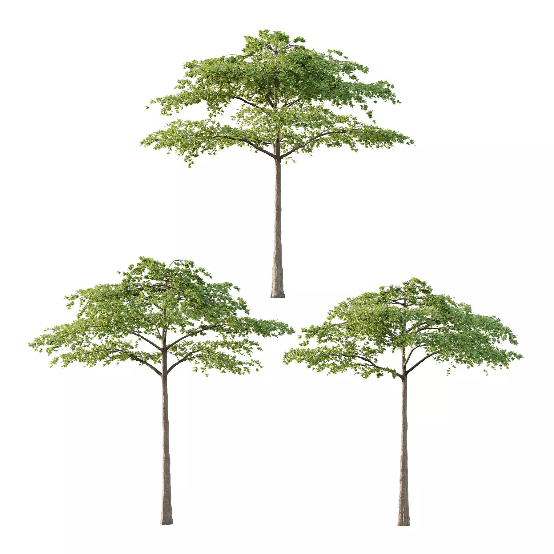 Acer Pseudoplatanus Tree 07 3D model_0