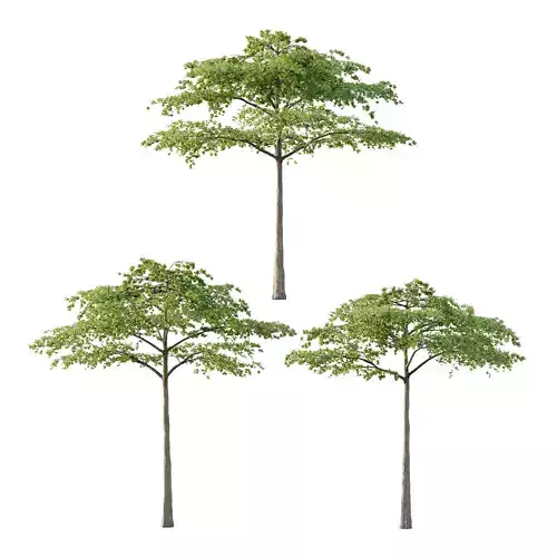 Acer Pseudoplatanus Tree 07 3D model Acer Pseudoplatanus Tree 07 3D model