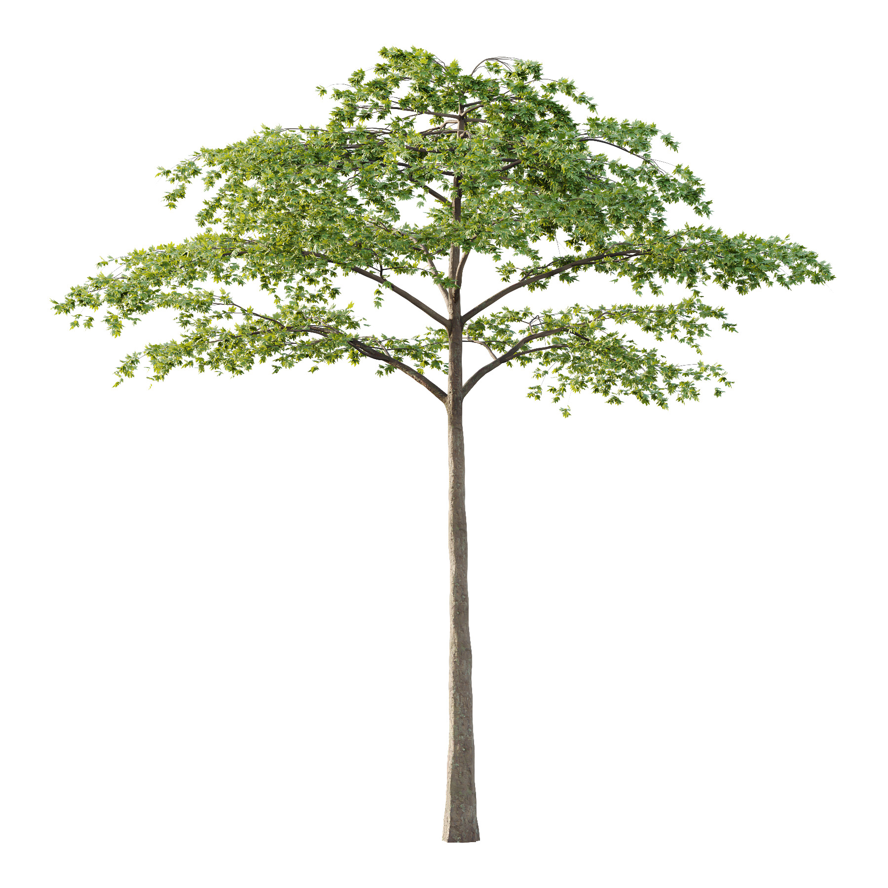 Acer Pseudoplatanus Tree 07 3D model_1