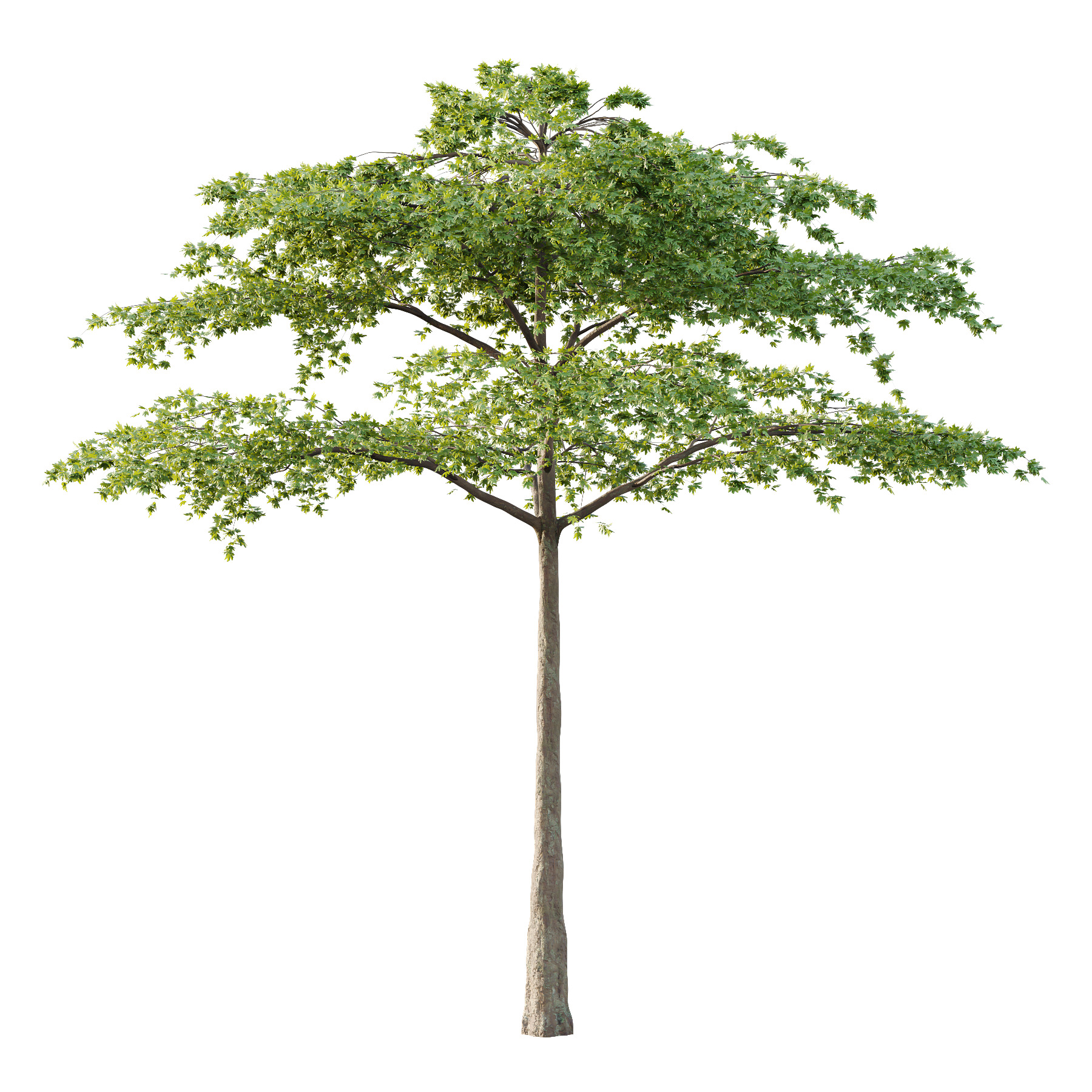 Acer Pseudoplatanus Tree 07 3D model_2