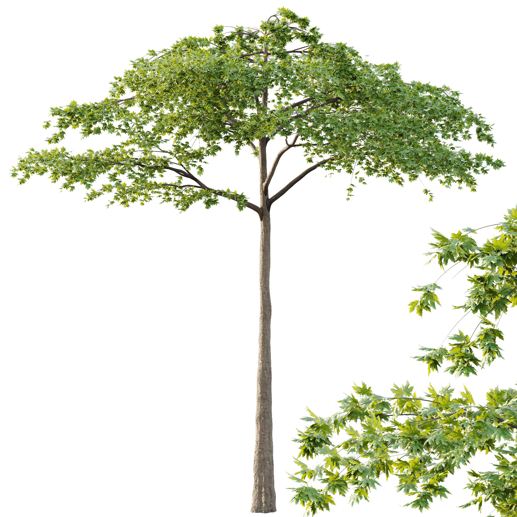 Acer Pseudoplatanus Tree 07 3D model_3