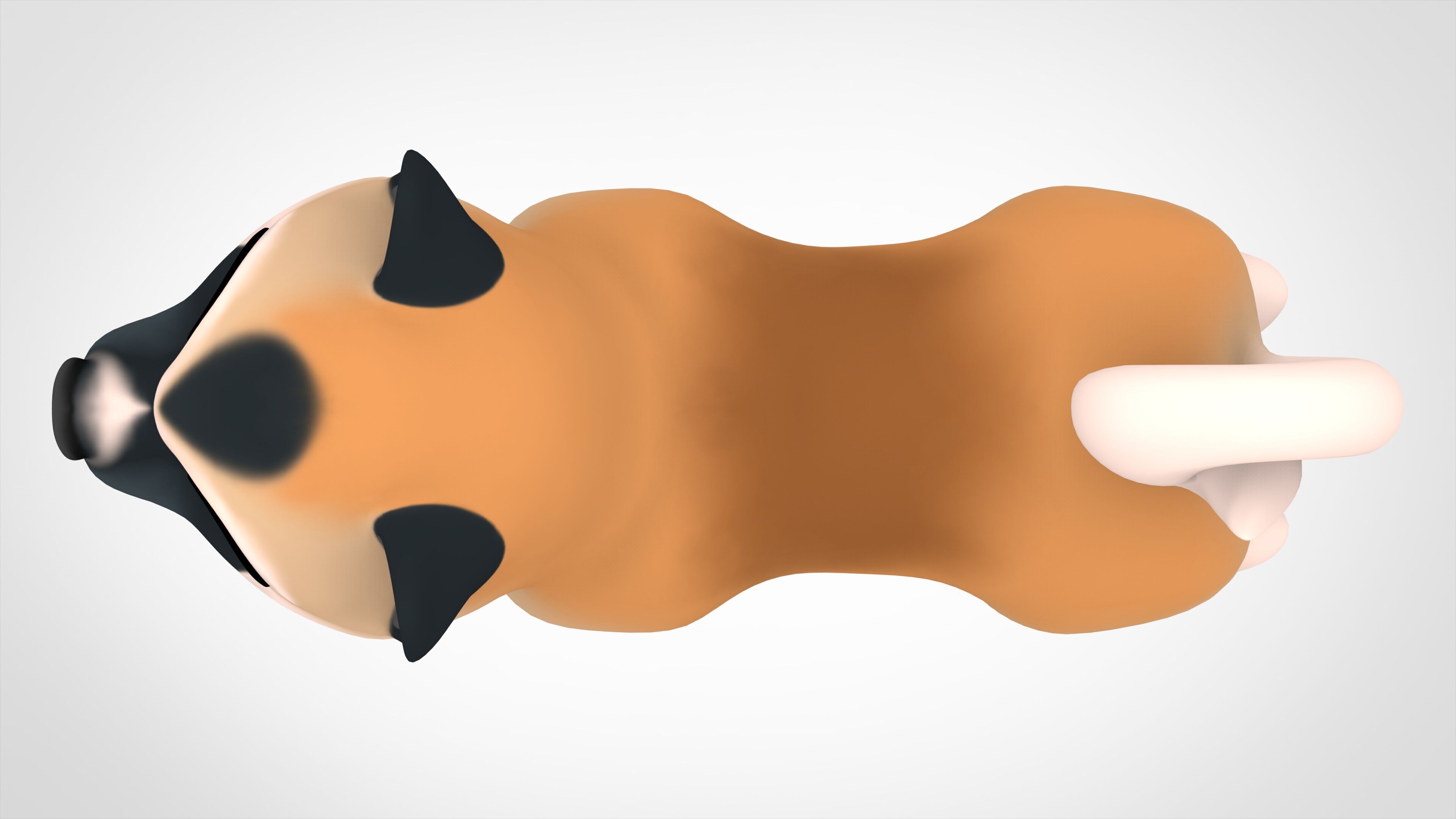 American Akita Low-poly 3D model_4