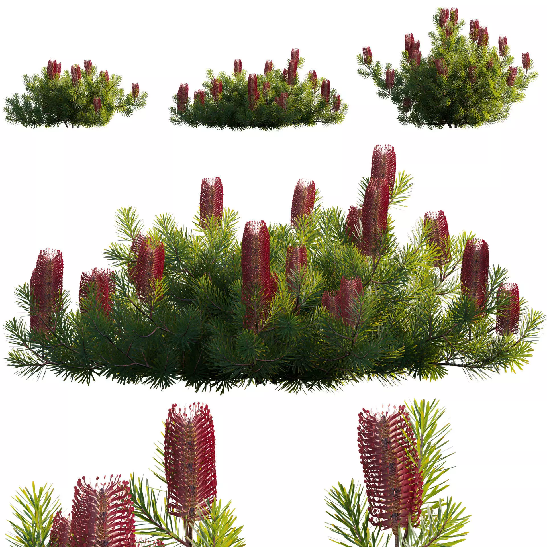 Banksia spinulosa - Hairpin Banksia 03 - GrowFX 3D model