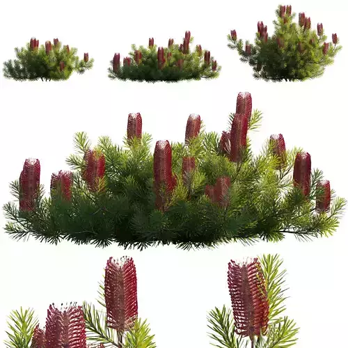 Banksia spinulosa - Hairpin Banksia 03 - GrowFX 3D model
