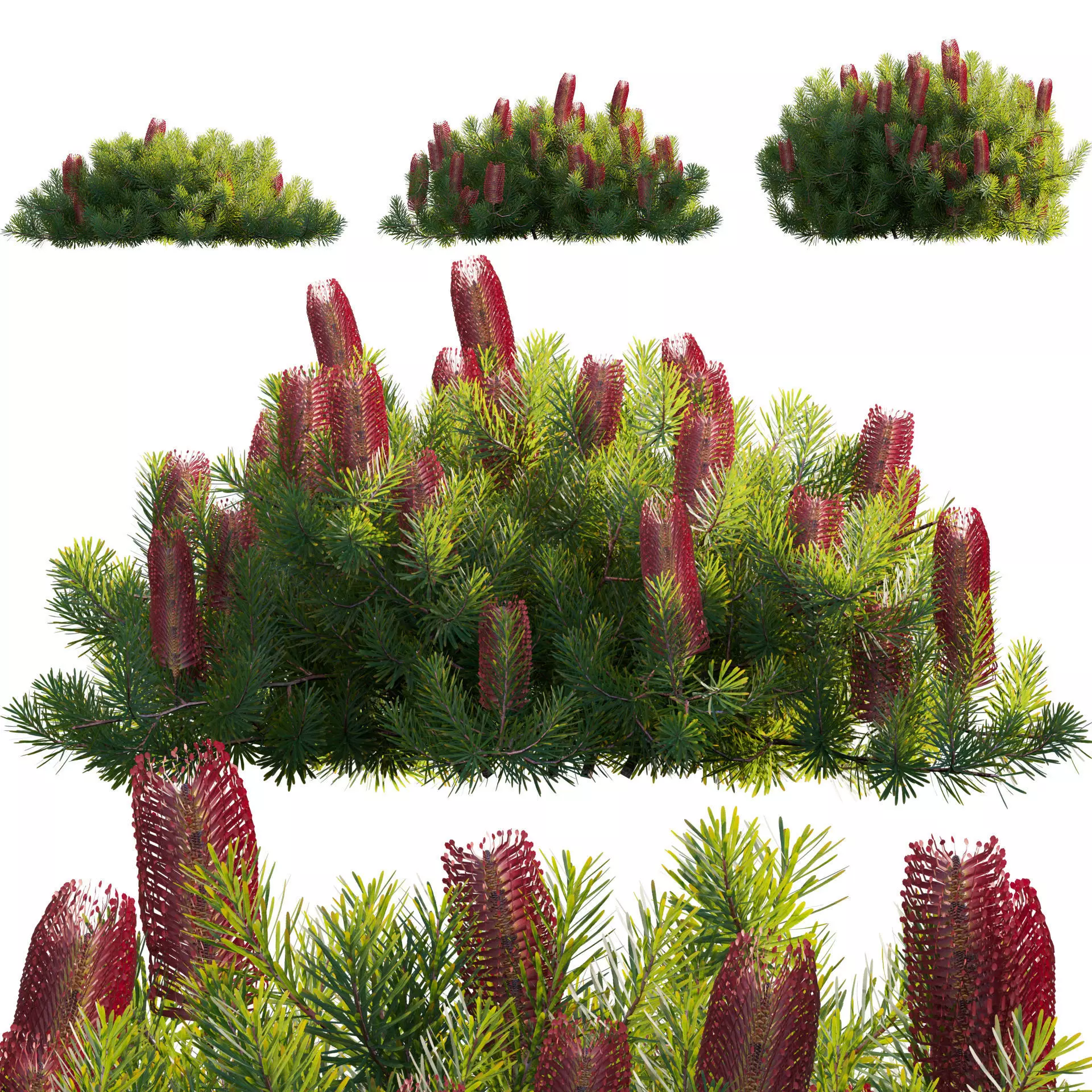 Banksia spinulosa - Hairpin Banksia 04 - GrowFX 3D model