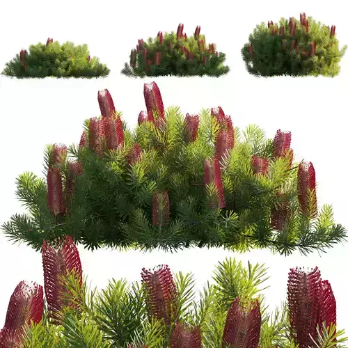 Banksia spinulosa - Hairpin Banksia 04 - GrowFX 3D model