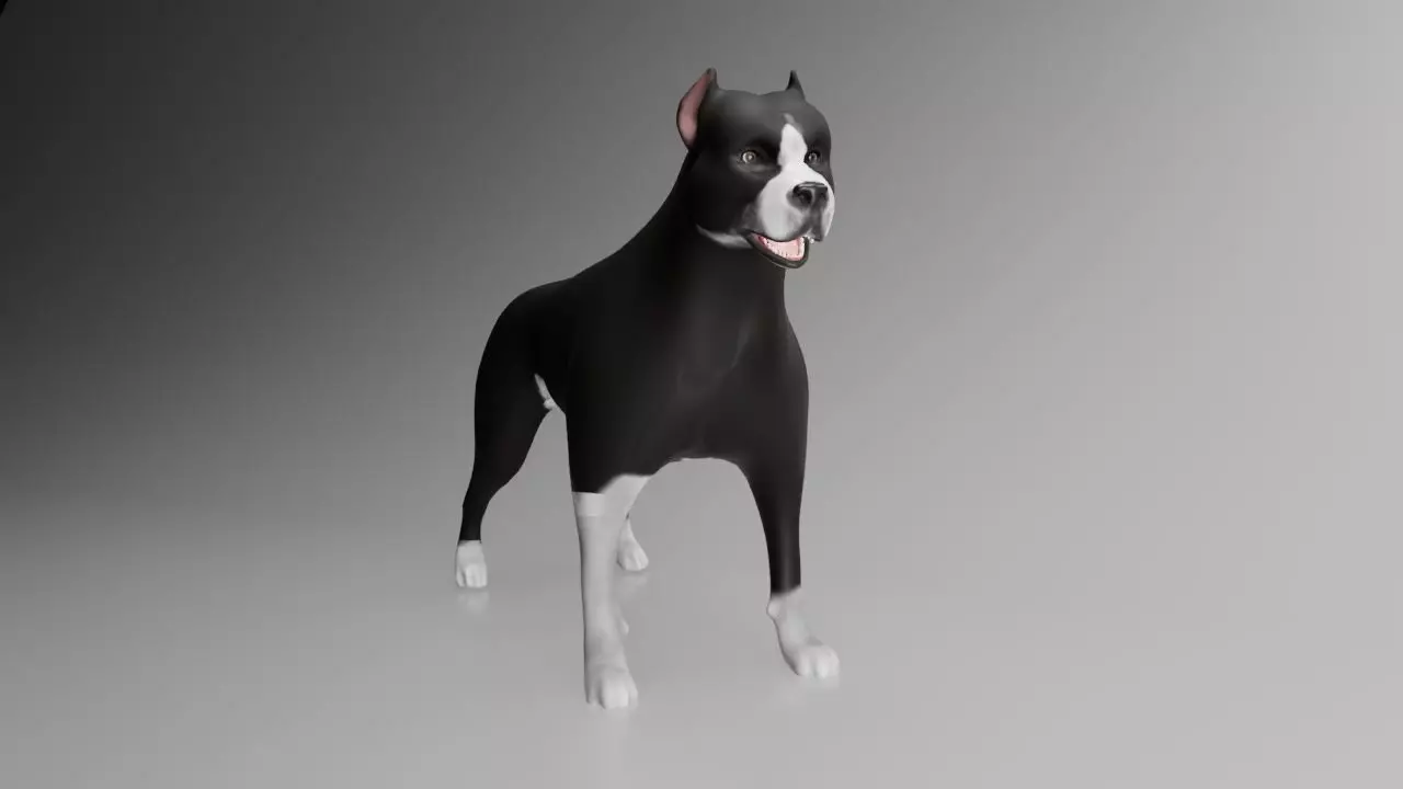 This is a model of a pit bull dog Low-poly 3D model_0