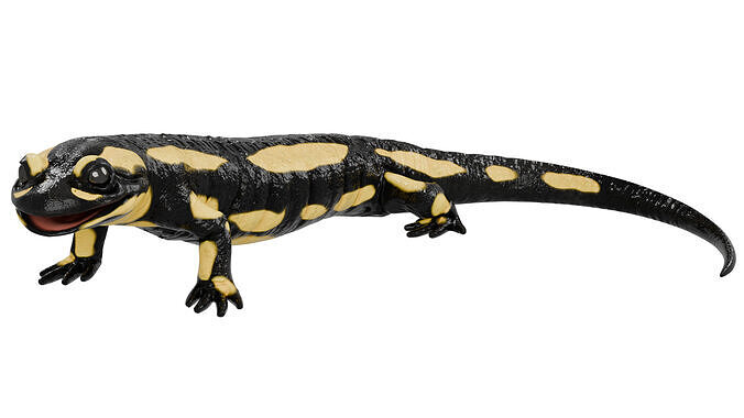 Salamander 3D model