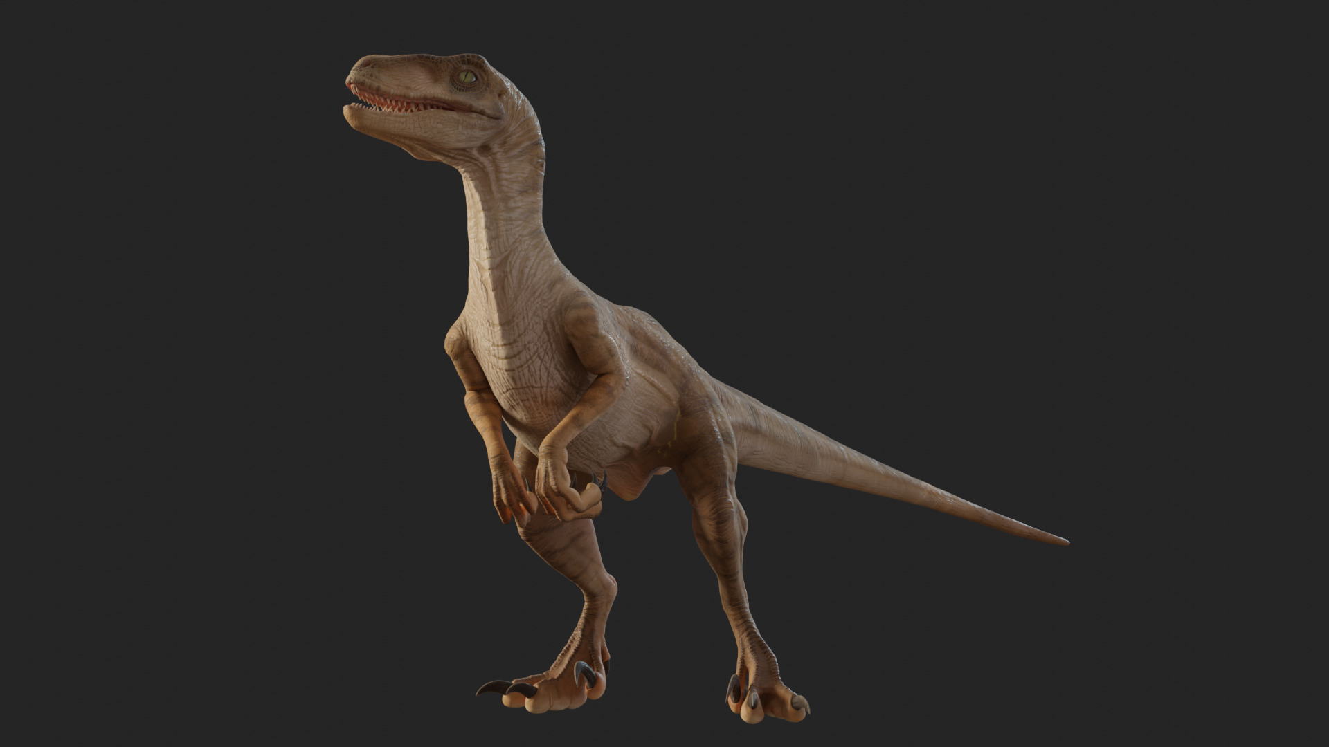 Jurassic Park Park Velociraptor Blender Low-poly 3D model_22