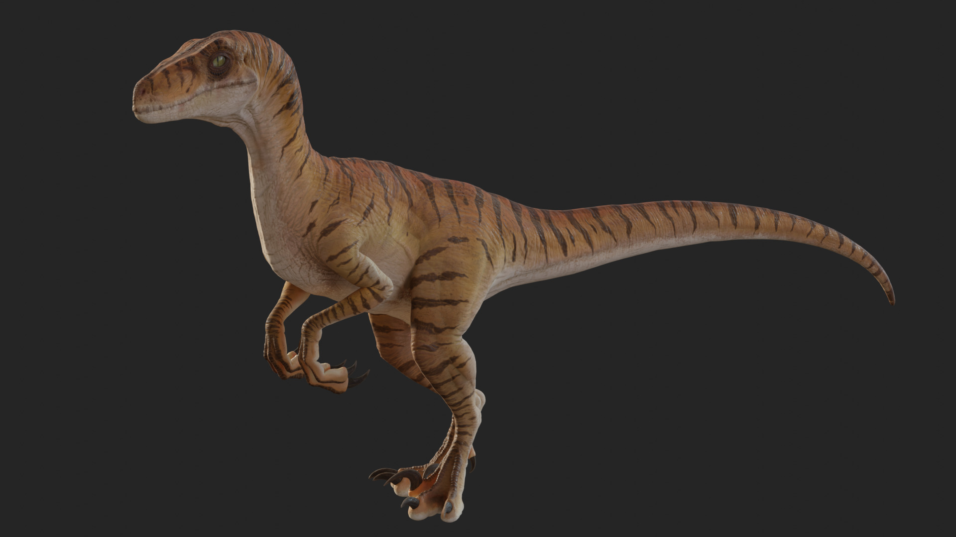 Jurassic Park Park Velociraptor Blender Low-poly 3D model_6