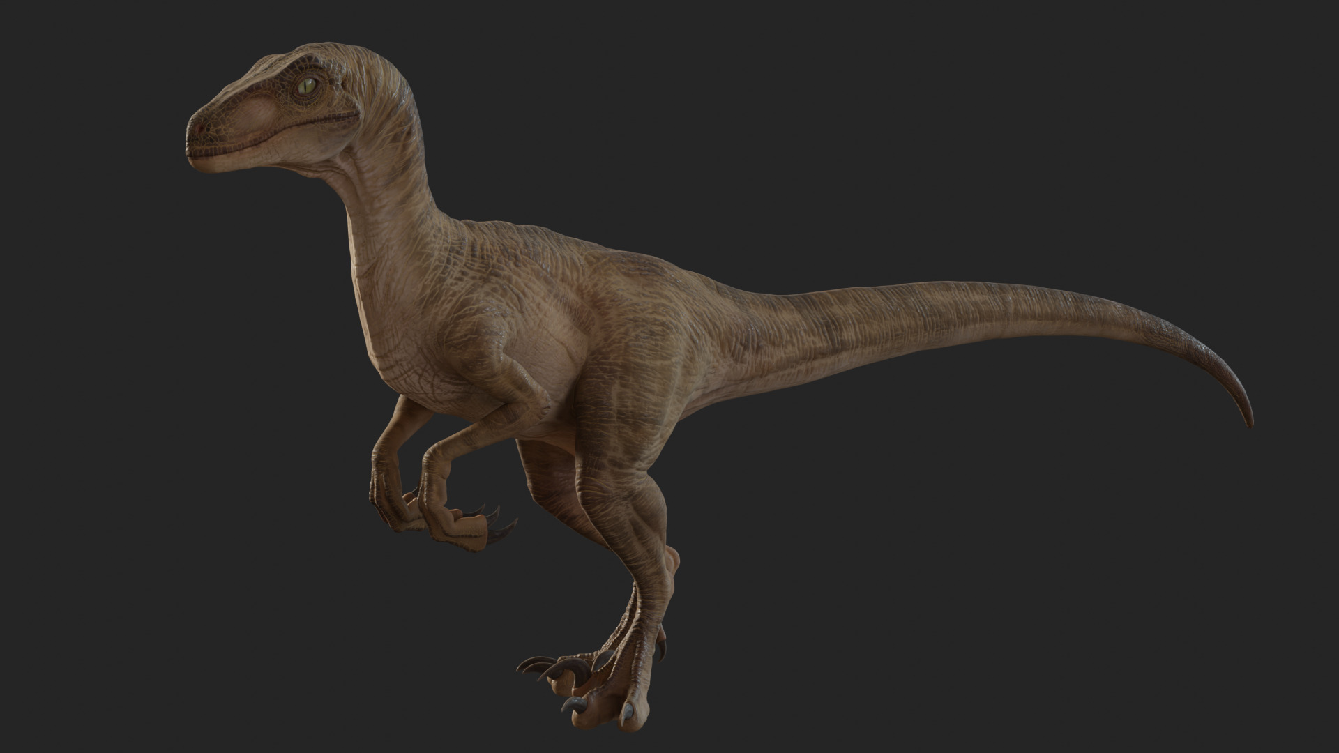 Jurassic Park Park Velociraptor Blender Low-poly 3D model_4
