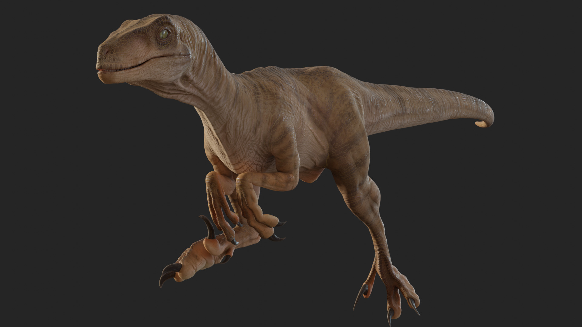 Jurassic Park Park Velociraptor Blender Low-poly 3D model_25