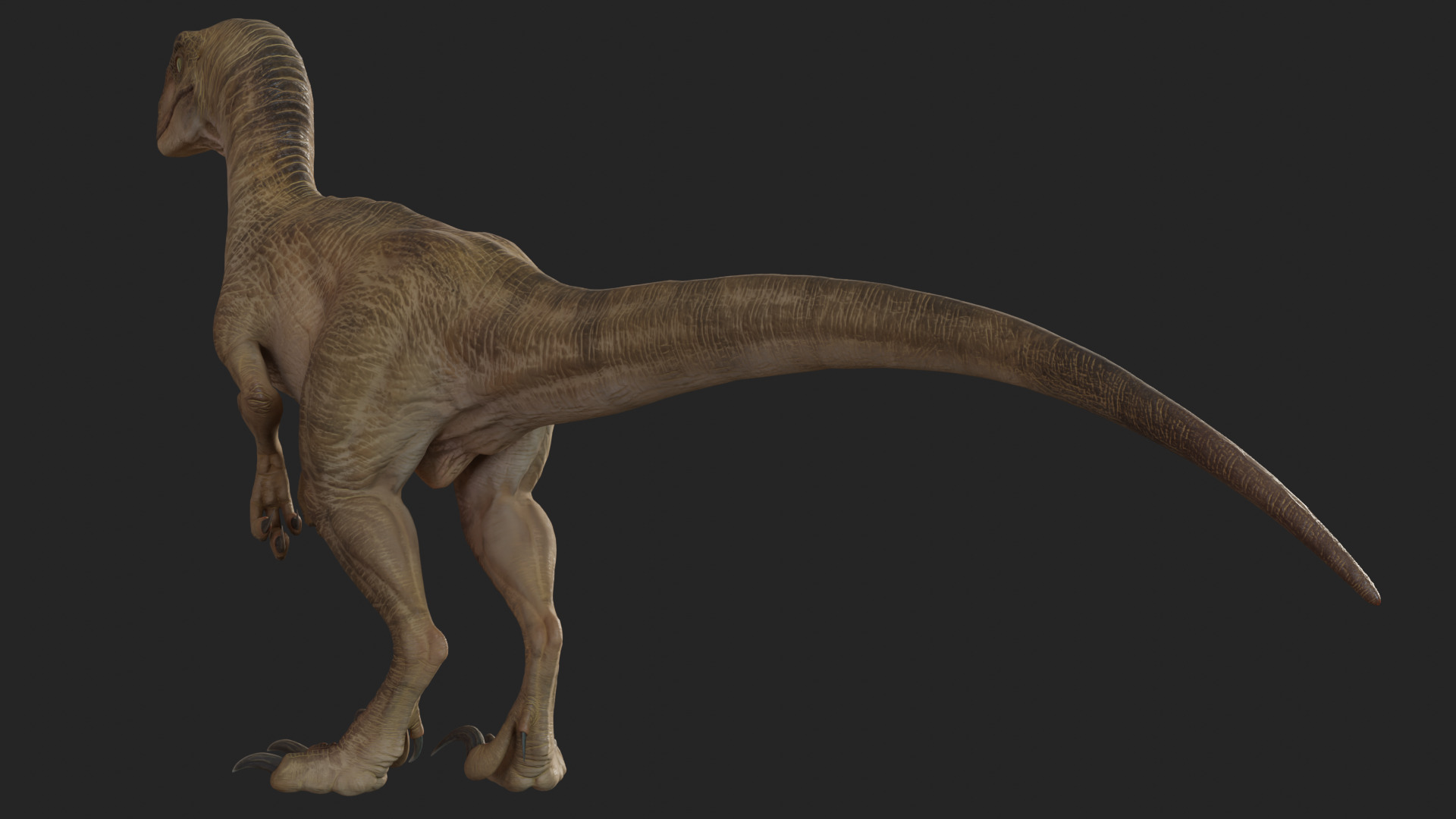 Jurassic Park Park Velociraptor Blender Low-poly 3D model_9