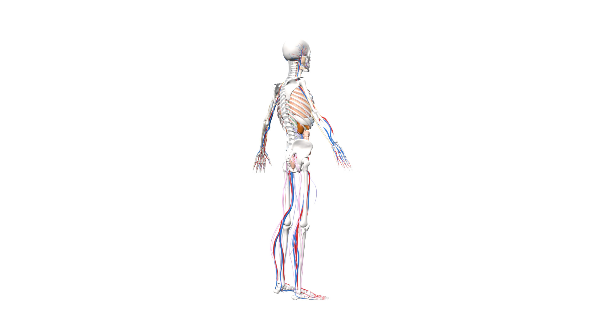 Skeleton Anatomy Nervous Rigged Low-poly 3D model_5