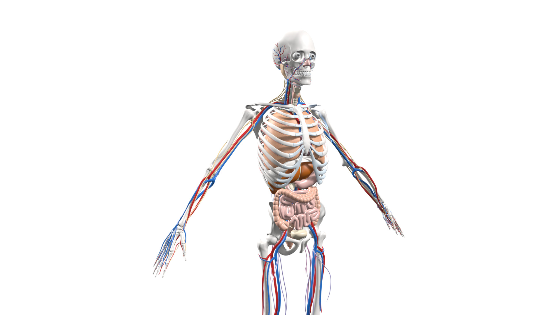 Skeleton Anatomy Nervous Rigged Low-poly 3D model_6
