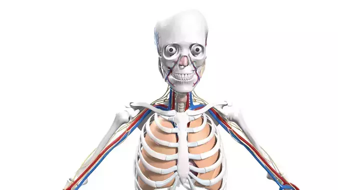 Skeleton Anatomy Nervous Rigged Low-poly 3D model